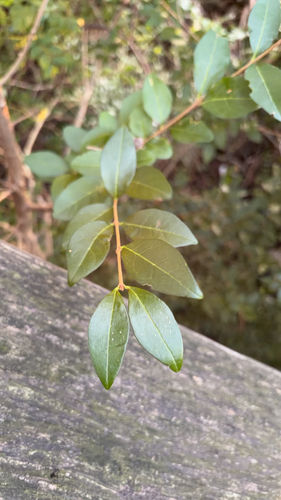 garden privet