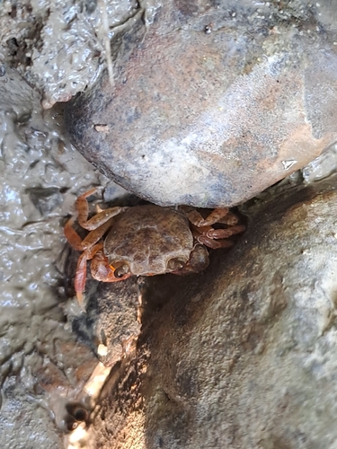 Mediterranean Freshwater Crab