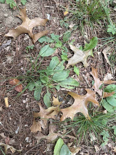 Plantago rugelii, photograph 2