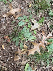 Plantago rugelii, photograph (c) Elliot Greiner, some rights reserved (CC BY)