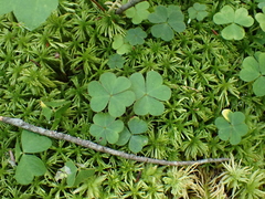 Oxalis montana, photograph (c) Steven Lamonde, some rights reserved (CC BY)