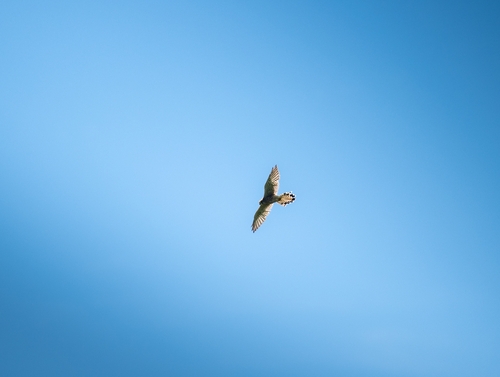 Eurasian Kestrel