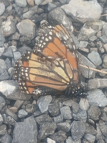Monarch