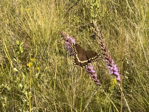 Palamedes Swallowtail