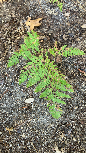 iNaturalist observation photo of common bracken