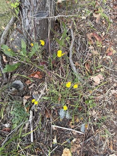 Crepis capillaris