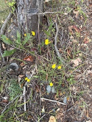 Crepis capillaris