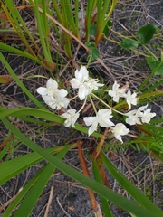 Xanthosia rotundifolia