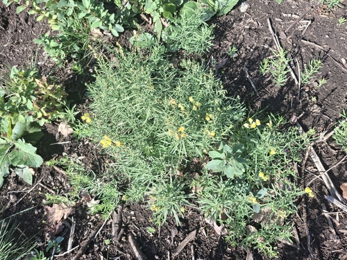 common toadflax