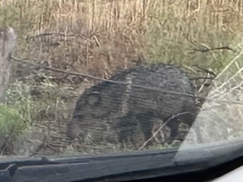Collared Peccary