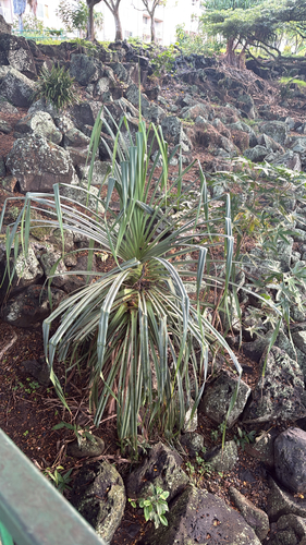 Pandanus tectorius observed 2026-09-19