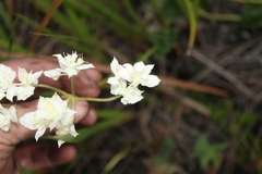Xanthosia rotundifolia