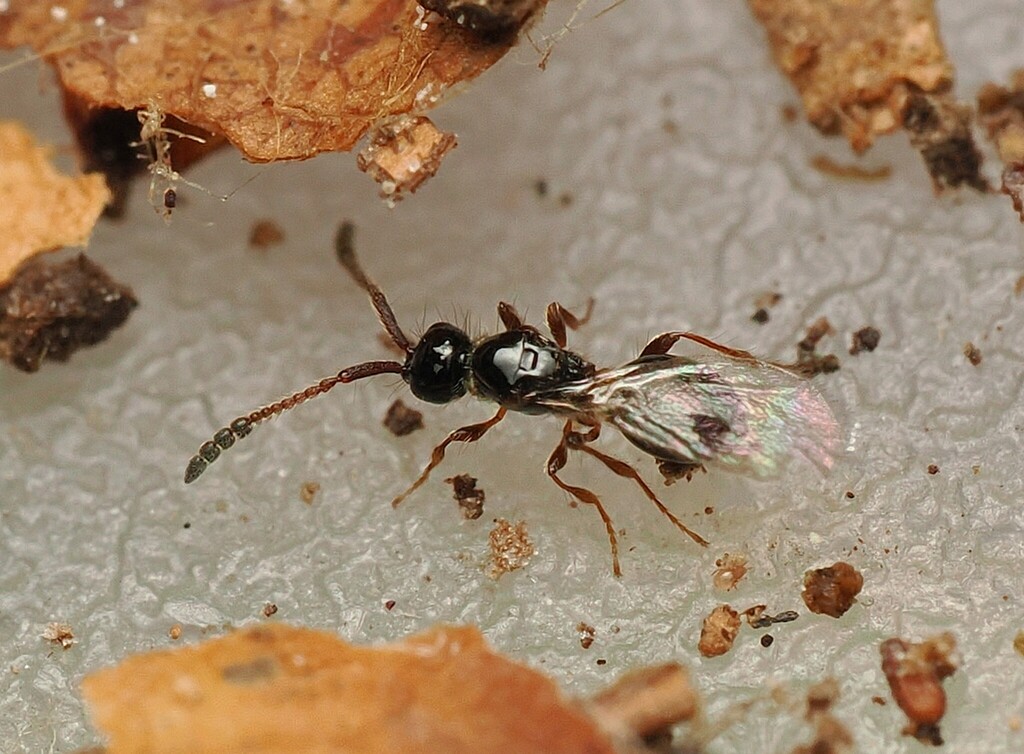Basalys singularis