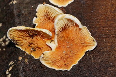 Pseudomerulius