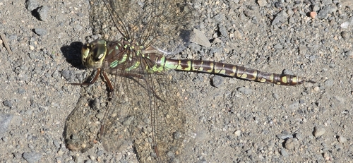 Canada Darner