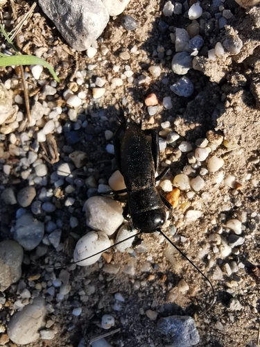 European Field Cricket