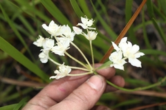 Xanthosia rotundifolia