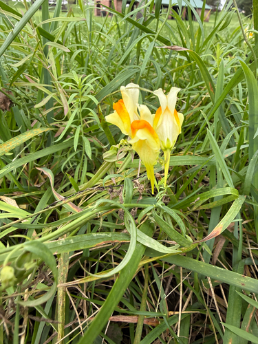 common toadflax