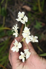 Xanthosia rotundifolia
