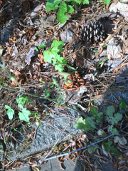 Lactuca canadensis