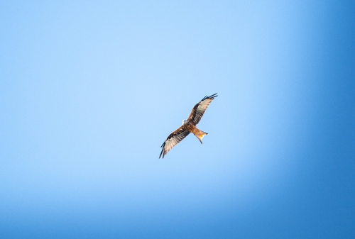 Red Kite