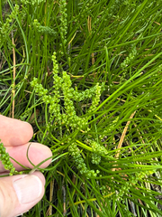 Triglochin striata, photograph (c) V. Ross Johnson, some rights reserved (CC BY-SA)