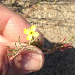 Camissonia strigulosa