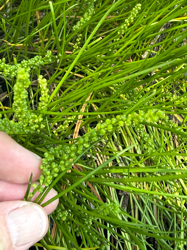 Triglochin striata, photograph 5