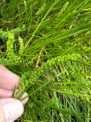 (c) V. Ross Johnson, some rights reserved (CC BY-SA) Triglochin striata, photograph (c) V. Ross Johnson, some rights reserved (CC BY-SA)