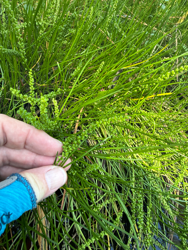 Triglochin striata, photograph 4
