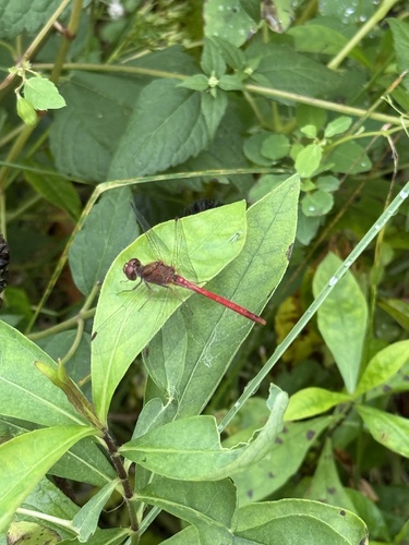 Autumn Meadowhawk