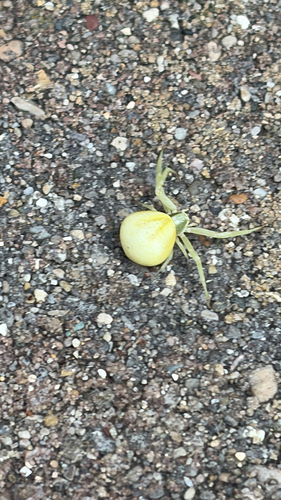 White-banded Crab Spider