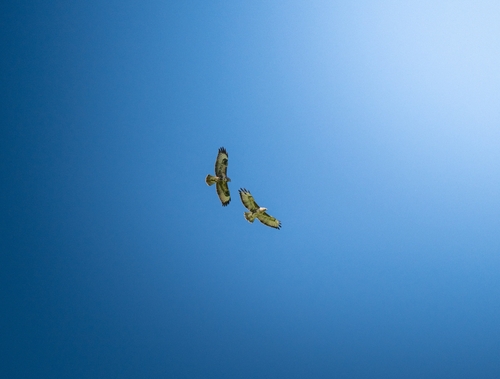 Common Buzzard