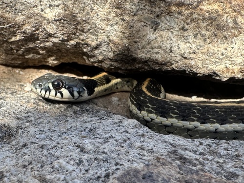 Black-necked Garter Snake