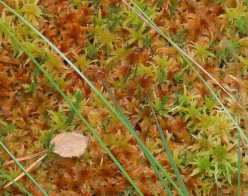 Sphagnum lindbergii observed 2026-09-19