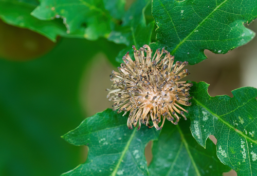 Hedgehog Gall Wasp