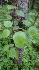 Betula pubescens