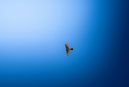 Eurasian Sparrowhawk