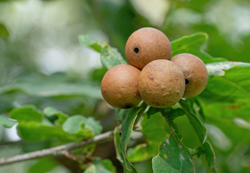 Oak Marble Gall Wasp
