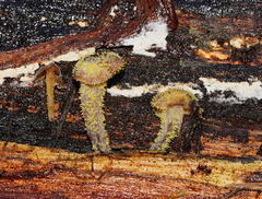 Neobarya agaricicola