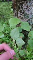 Betula pubescens
