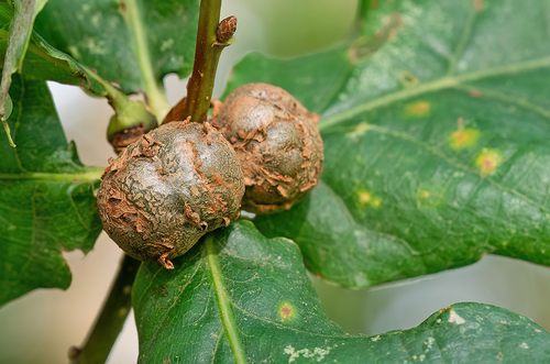 Cola Nut Gall Wasp