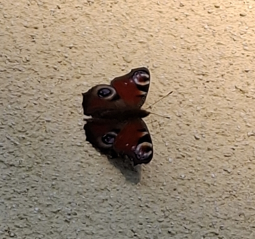 European Peacock Butterfly