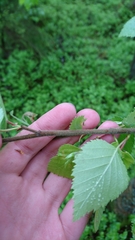 Betula pubescens