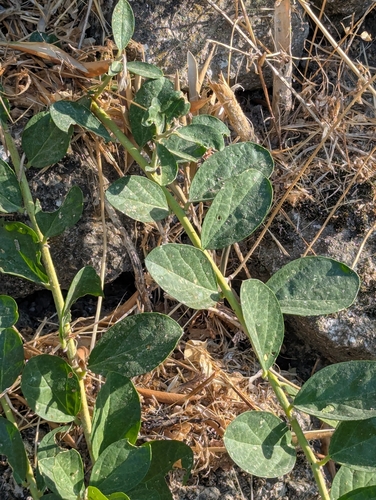 Caper Bush