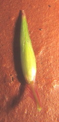 Sorghum arundinaceum
