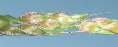 Sorghum arundinaceum