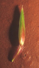 Sorghum arundinaceum