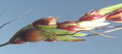 Sorghum arundinaceum