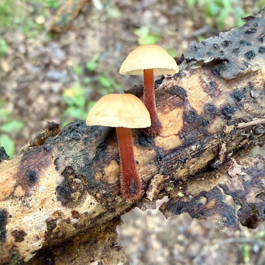 hairy-stalked collybia · September 2026 · photo: Photo: (c) Fluff Berger, some rights reserved (CC BY-SA) · iNaturalist
